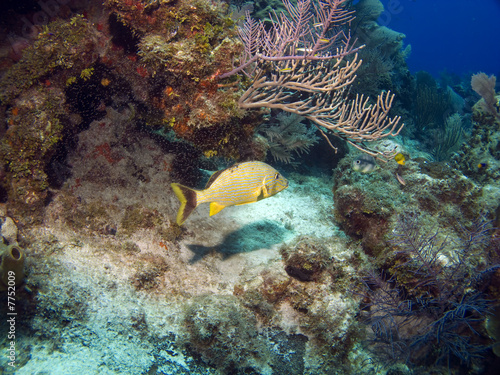 Cayman Island Reef Scene with French Grunt