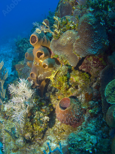 Colorful Sponges on a Cayman Island Reef