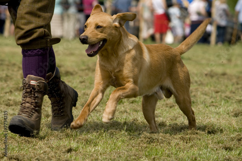 dog running