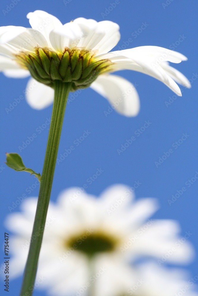 Detail Froschperspektive Margeritte vor blauem Himmel Detail Froschperspektive Margeritte vor blauem Himmel