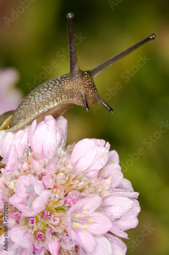 escargot curieux yeux tendre cou tendu tête fleur