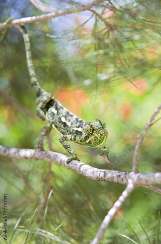 chameleon © Noam