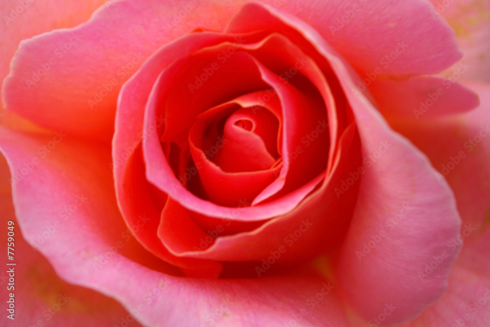 Macro Photo of a pretty rose. Macro Photo of a pretty rose.