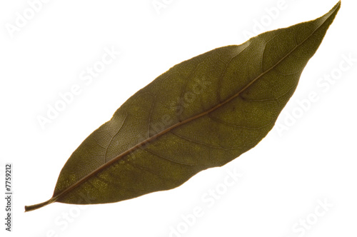 bay leaf macro