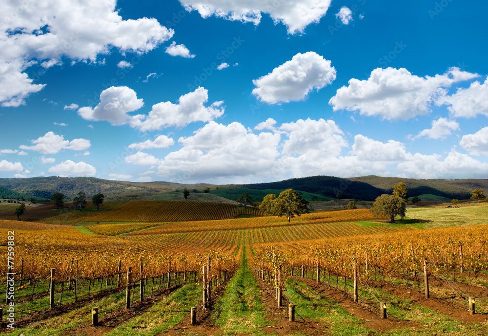 Beautiful Autumn Vineyard