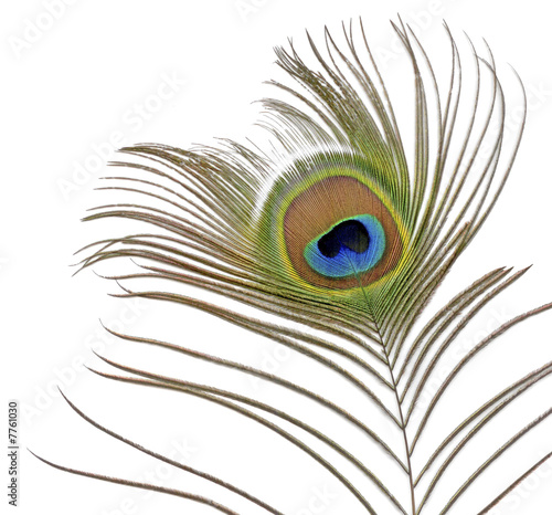 Close-up of Peacock Feather on White