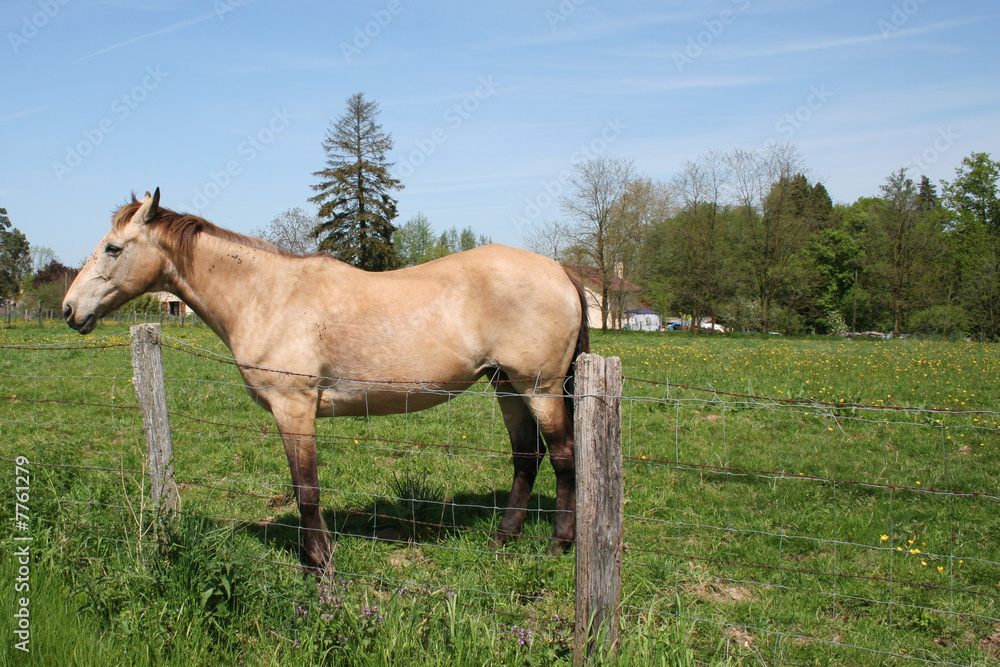 Cheval beige Cheval beige