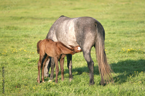 Weidende Pferde - Horses