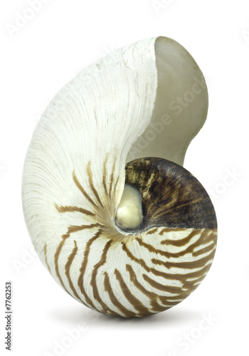 Nautilus Shell on White