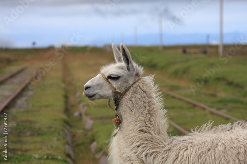 Lama