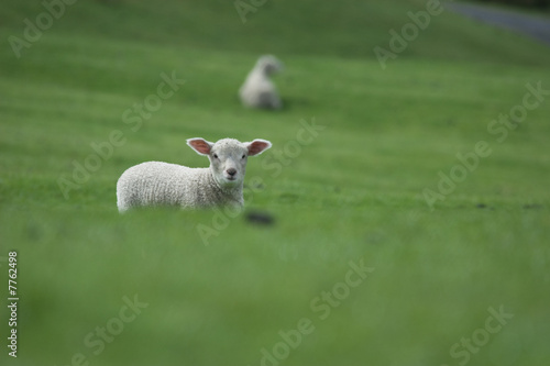 ein neugieriges Lamm