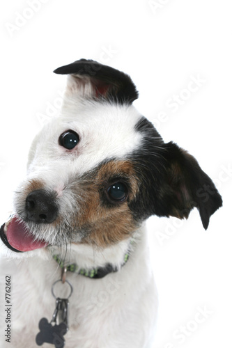 Photography Jack Russell Terrier