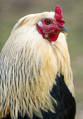 Portrait of a Rooster