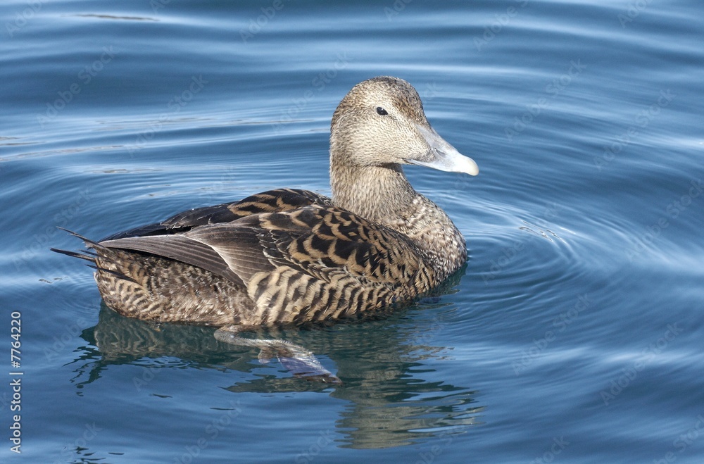 Female eider. Female eider.