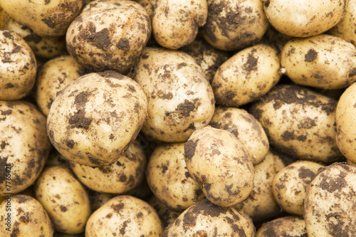 Freshly-dug new potatoes