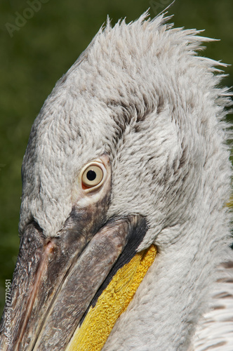 head of the Dalmatian pelican