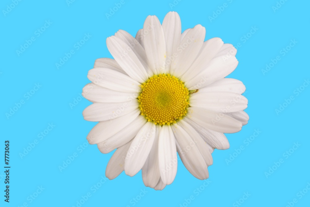 Marguerite Detouree Sur Fond Bleu Stock Photo Adobe Stock
