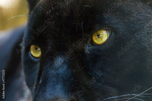 Fototapeta Naklejka Na Ścianę i Meble -  black panther