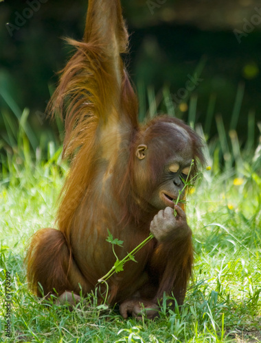 cute baby orangutan
