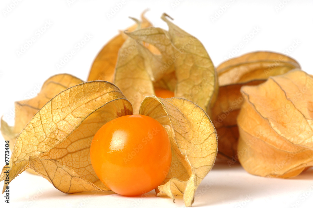 physalis physalis