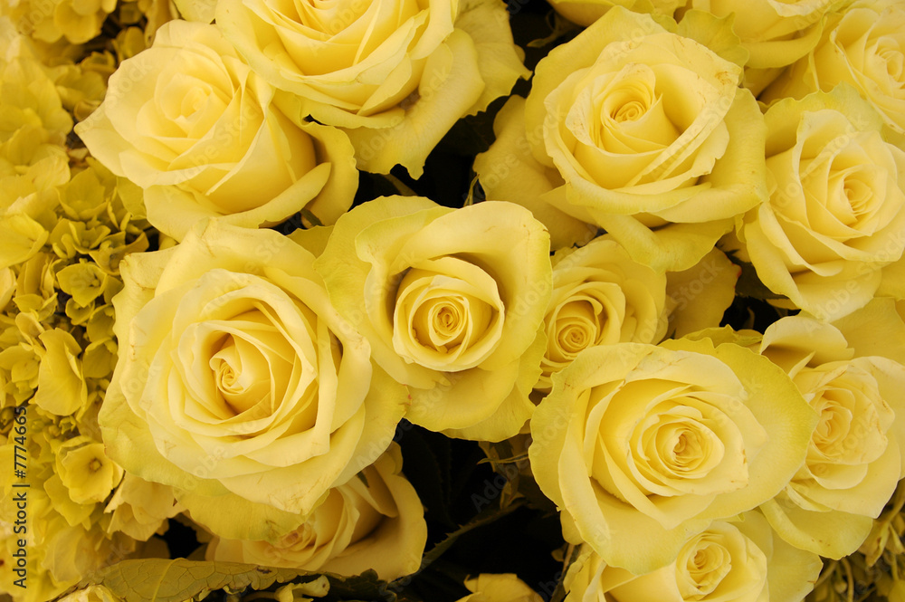 Bouquet of yellow roses