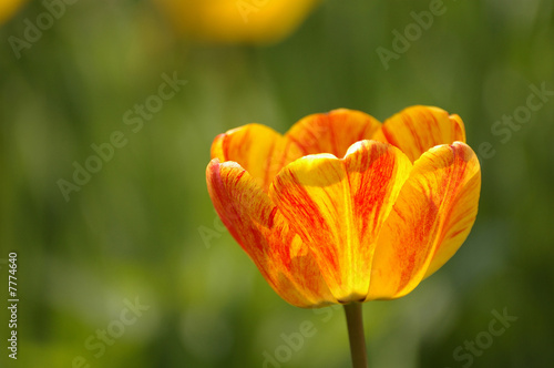 Yellow red tulip