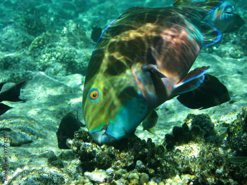 Rotmeer-Buckelkopf, Papageifisch (Steepheaded Parrotfish)