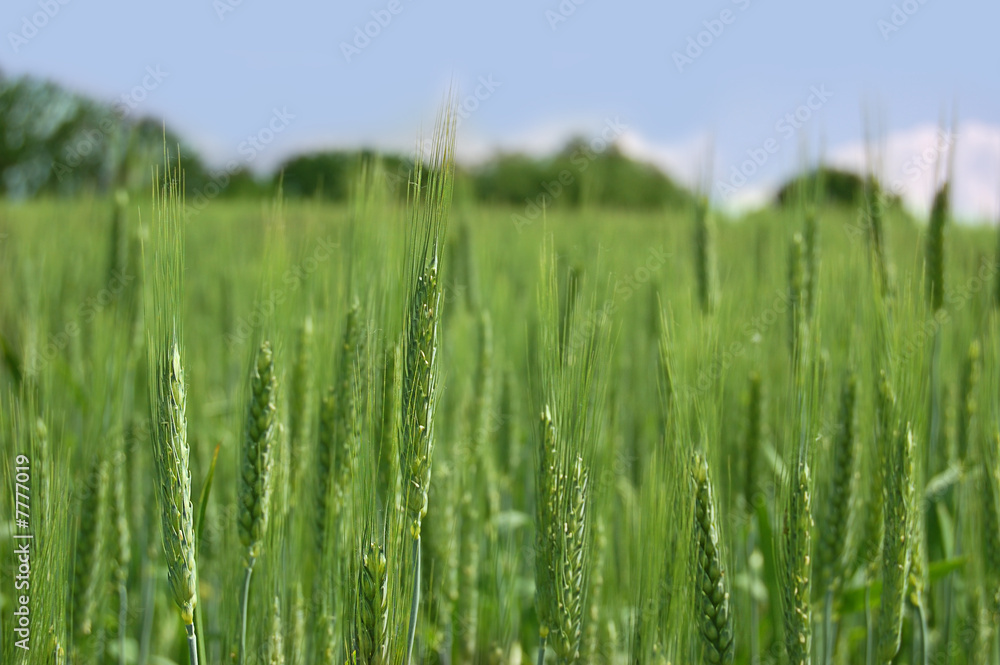 field of green wheat over blues sky
