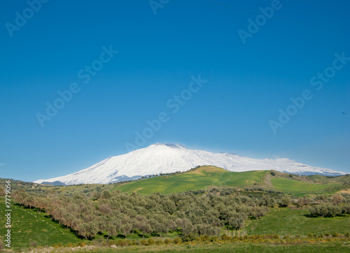 cultivation of tree on the background the volcano Etna