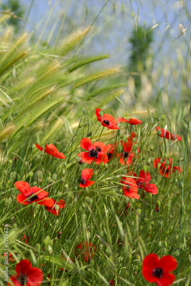 Lots of red poppies in the wheat