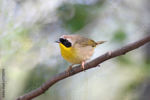 Common Yellowthroat (Geothlypis trichas) in early spring