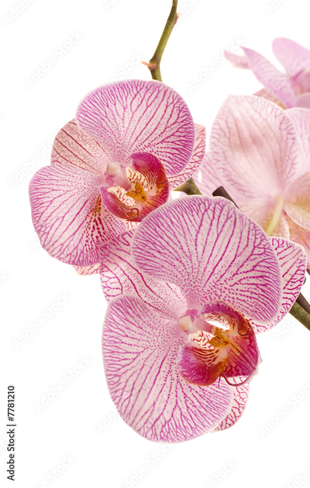 pink orchid flowers against white background pink orchid flowers against white background