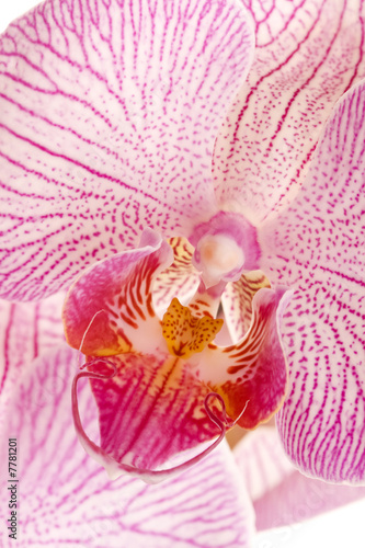 Fototapeta Naklejka Na Ścianę i Meble -  pink orchid flower against white background