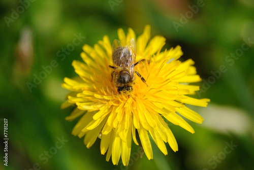abeille butinant sur fleur de pissenlit © hensor