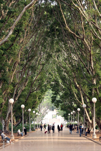 Walkway - Hyde Park, Sydney, Australia photo