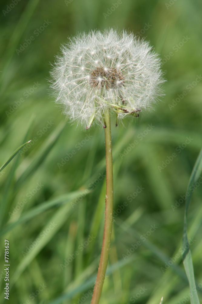 Fototapeta premium arbre parachute