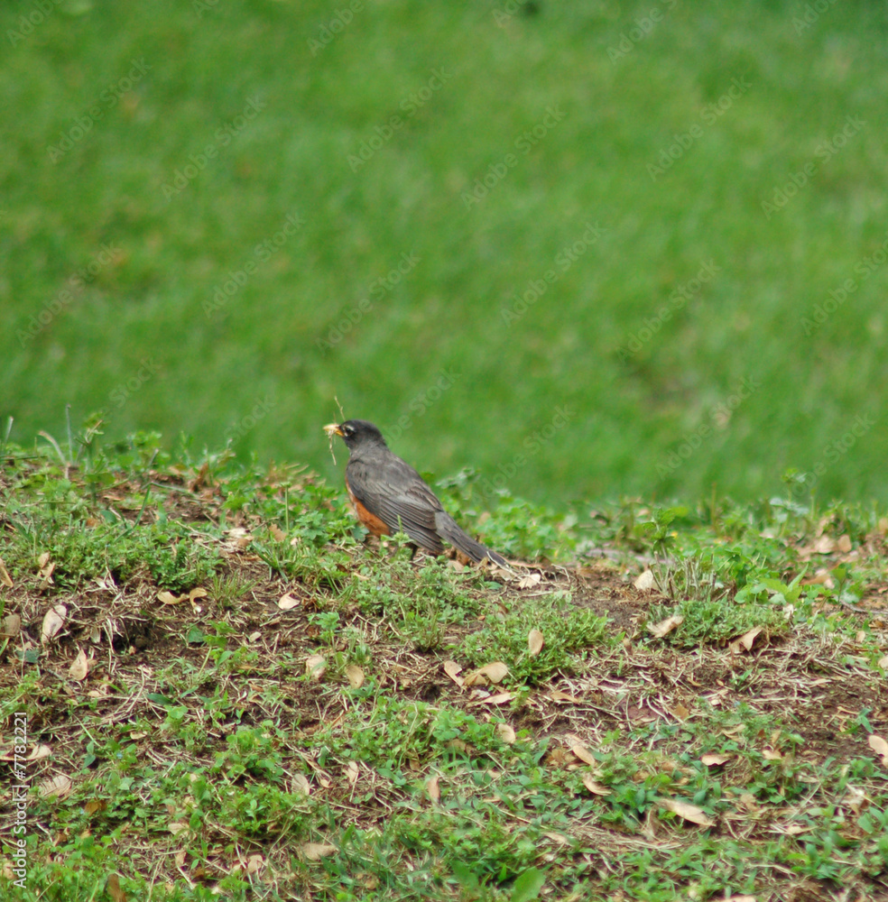 Fototapeta premium Signs of Spring