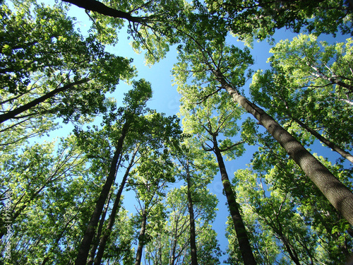 tall forest