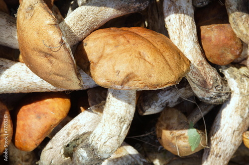 mushroom of shaggy boletus