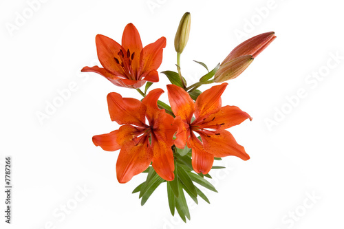 Fototapeta Naklejka Na Ścianę i Meble -  Lily