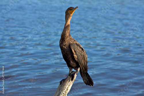 Cormoran