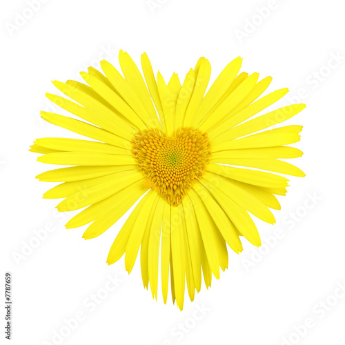 Yellow daisy with heart in center