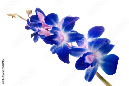 blue orchid photo