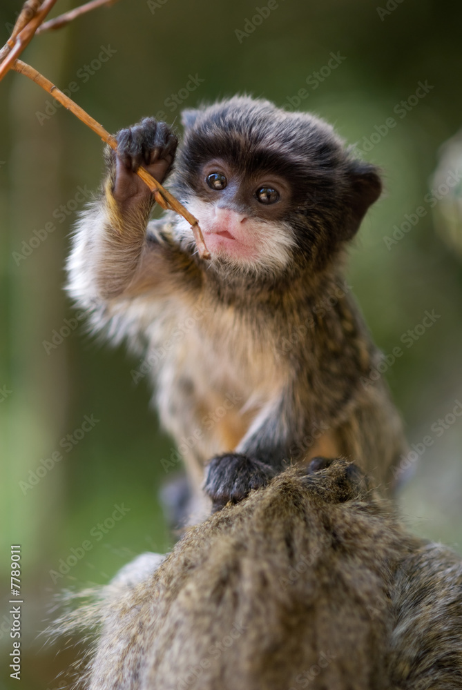 Naklejka premium cute baby emperor tamarin