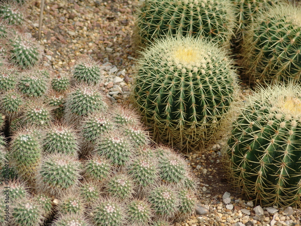 Cactus Cactus