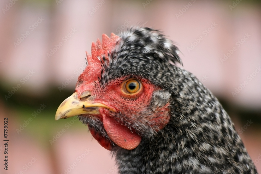 Chicken breed Plymouth Rock
