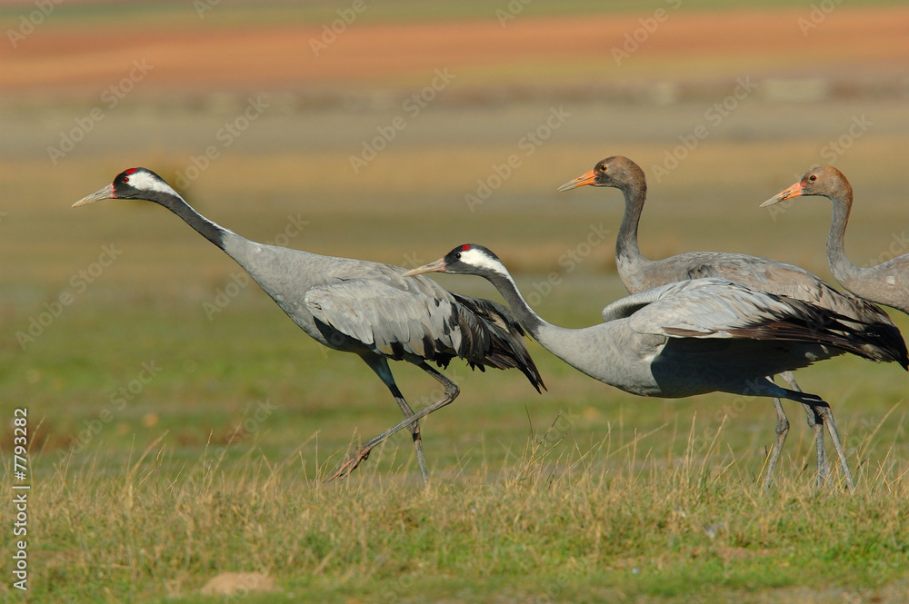 Obraz premium grullas II