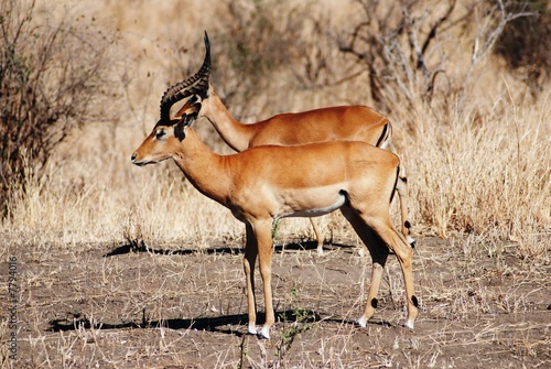 Gazelle africane in prospettiva photo