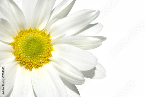 White shasta daisy on white