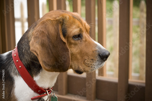 Alert Beagle Pup